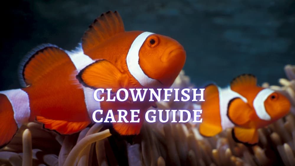 ≡ Clownfish Care Tips on How to Care of Clownfish on Aquarium?