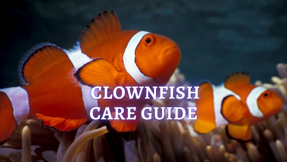 clownfish care