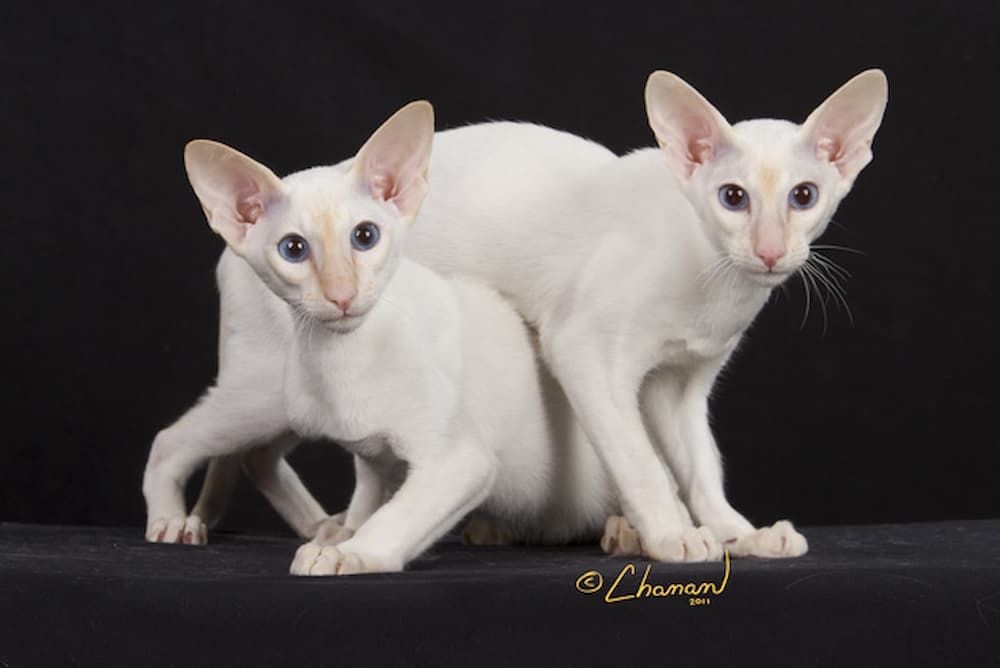 colorpoint shorthair kittens