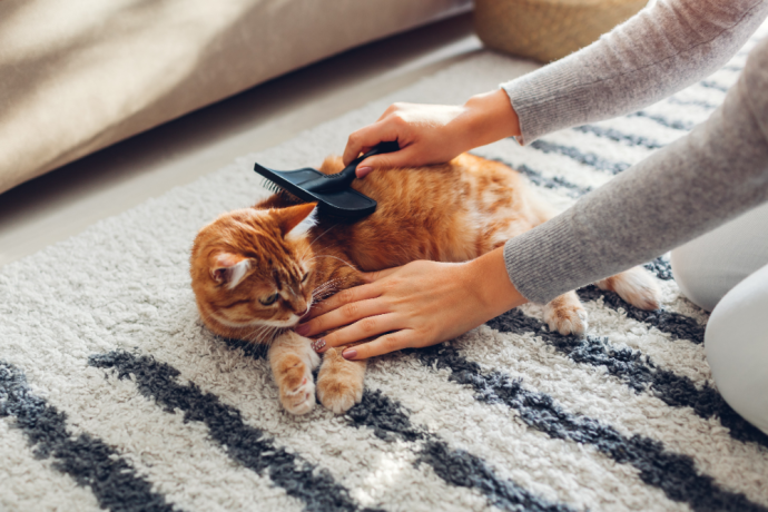 combing and brushing your cat