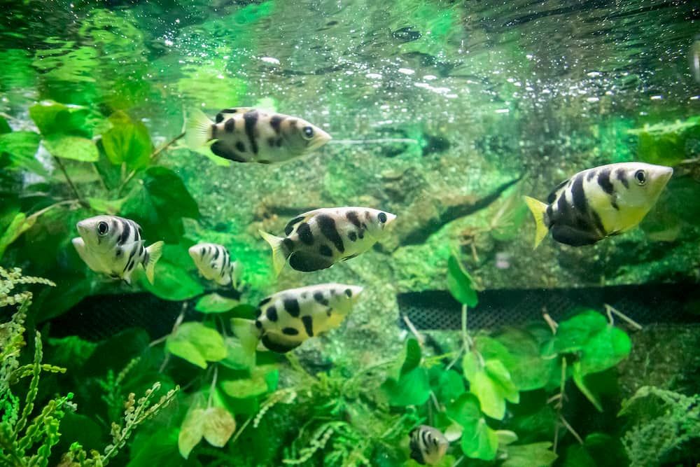 common beginner fish care mistakes