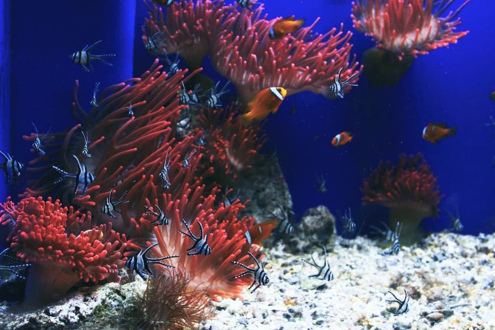 Aquarium Maintenance Mistakes - Common Aquarium Mistakes to Avoid - Saltwater Aquarium Maintenance Blunders To Avoid By New Owners