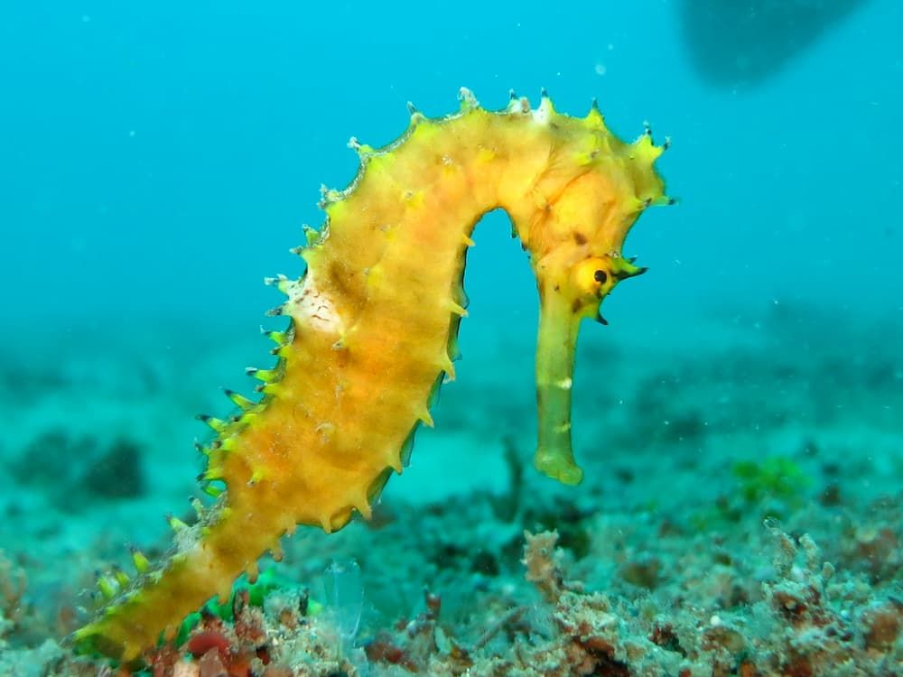 common seahorse easy saltwater fish to breed
