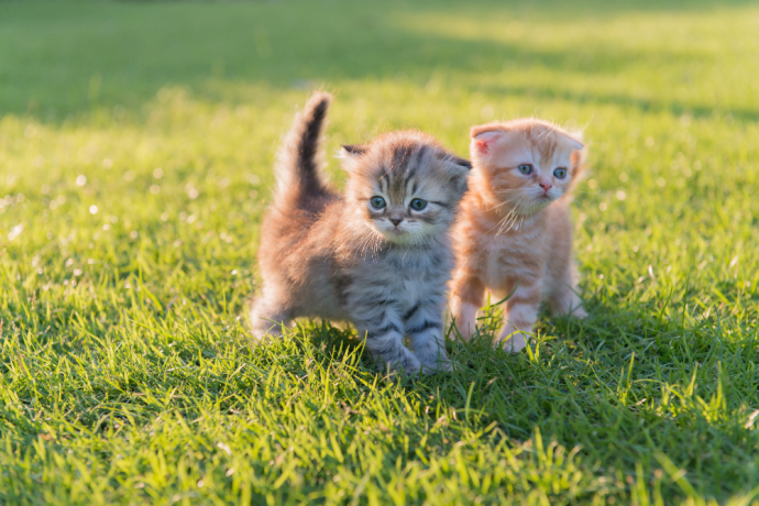 Kittens & Constipation
