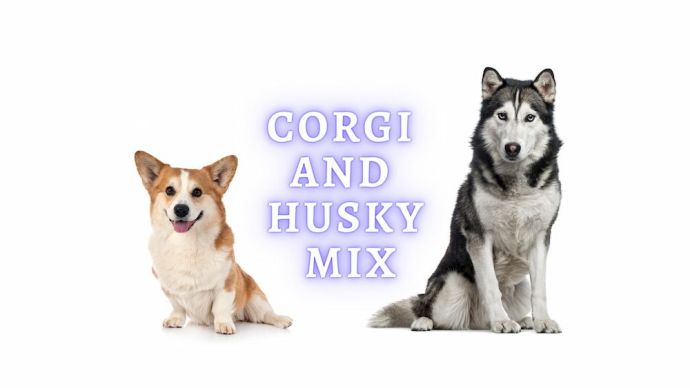 corgi and husky mix