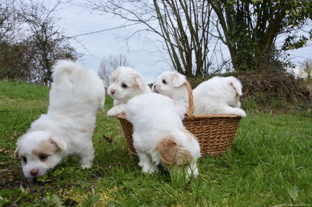 Coton De Tulear Dog Breed Profile