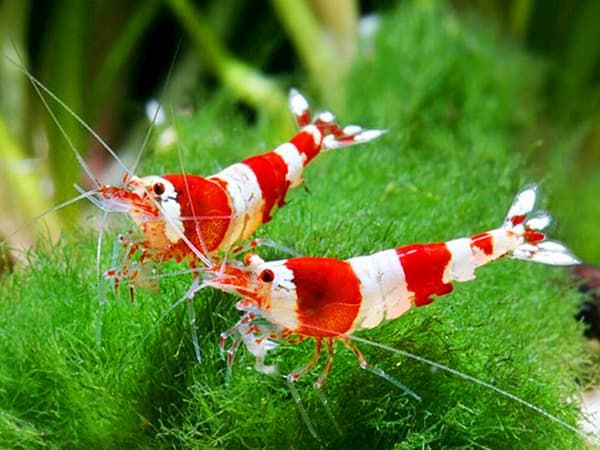 crystal red shrimp