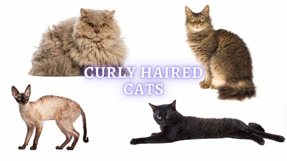 Curly Haired Cats Breeds Characteristics and History (with Photos)
