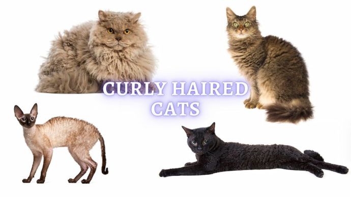 curly haired cat breeds