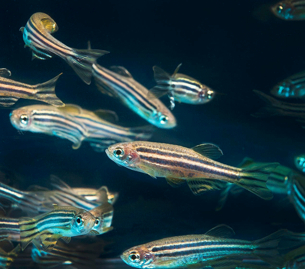 danio rerio para la mejor combinación de peces de agua dulce