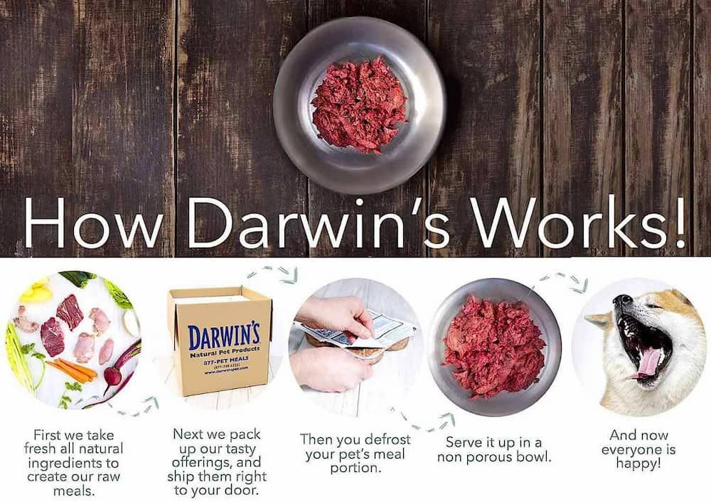 darwins pet food delivery service review