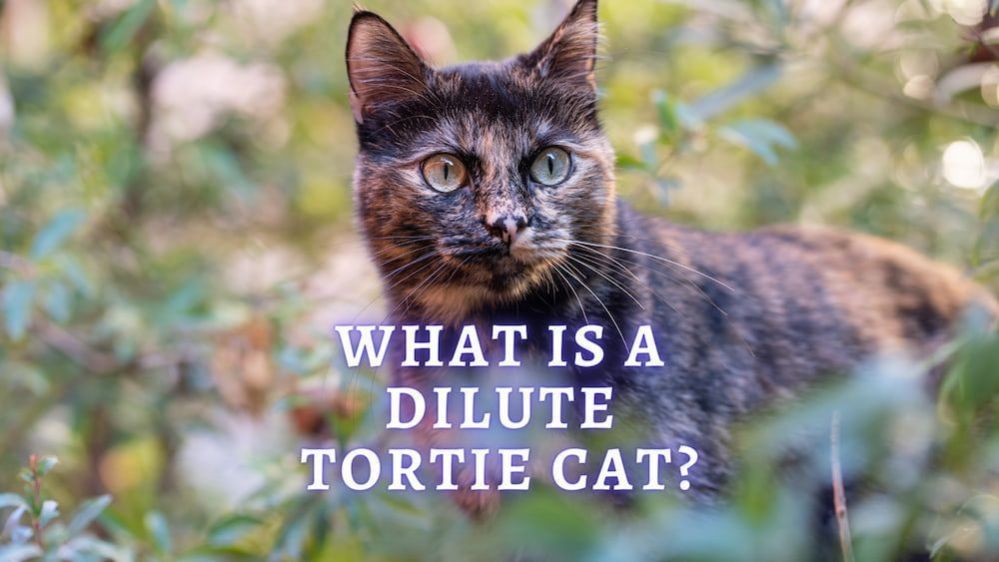 Diluted Tortie Cat What Is A Dilute Tortie Cat?