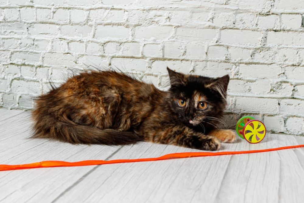 Diluted Tortie Cat What Is A Dilute Tortie Cat?
