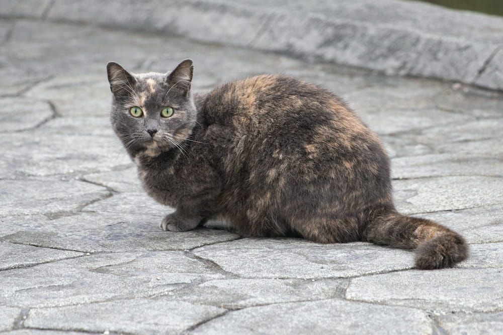 diluted tortoiseshell cat