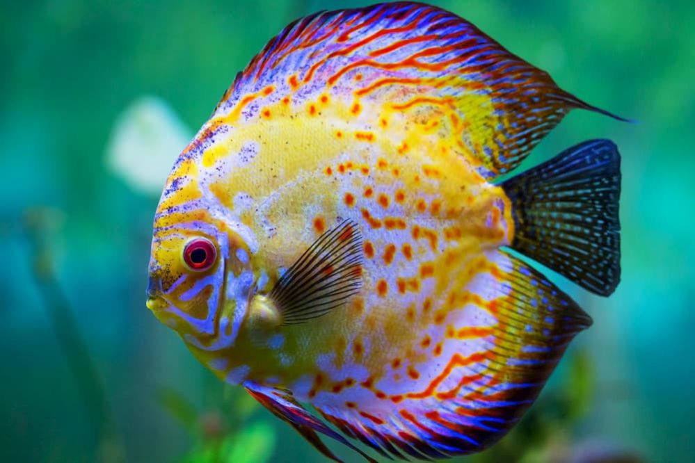 ᐉ Exotic Freshwater Fish: Types of Most Exotic Freshwater Aquarium Fish