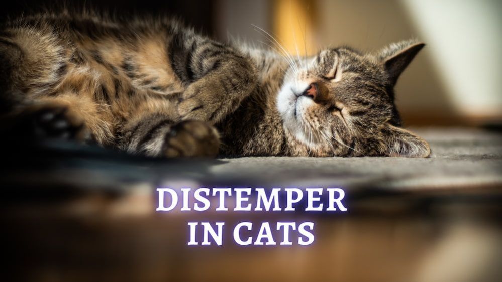 Distemper in Cats Causes, Signs, Diagnosis and Treatment