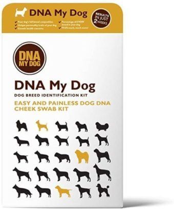 dna my dog breed identification test kit