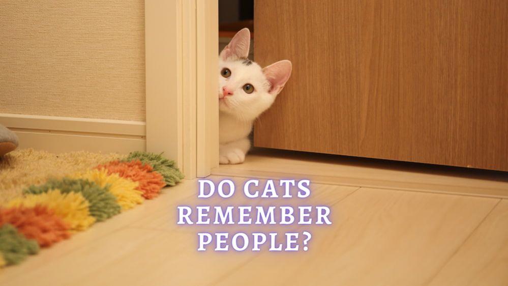 do cats remember people