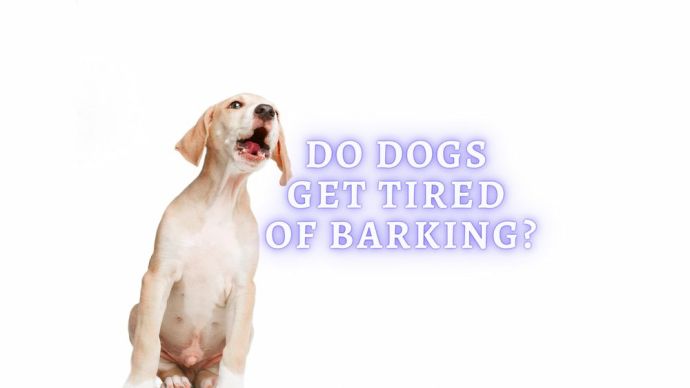 do dogs get tired of barking