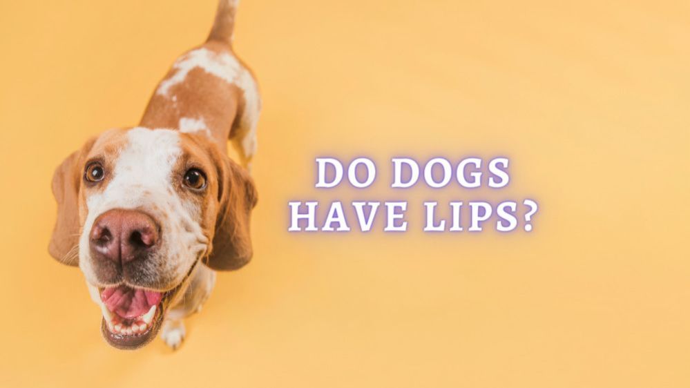 Do Dogs Have Lips Why Do Dogs Have Black Lips (Vet Approved)
