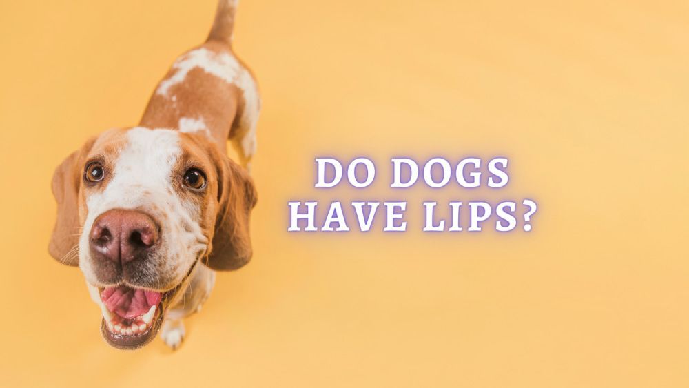 do dogs have lips