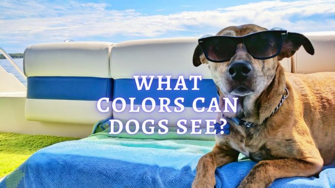 do dogs really see in black and white