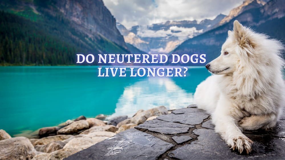 do neutered dogs live longer