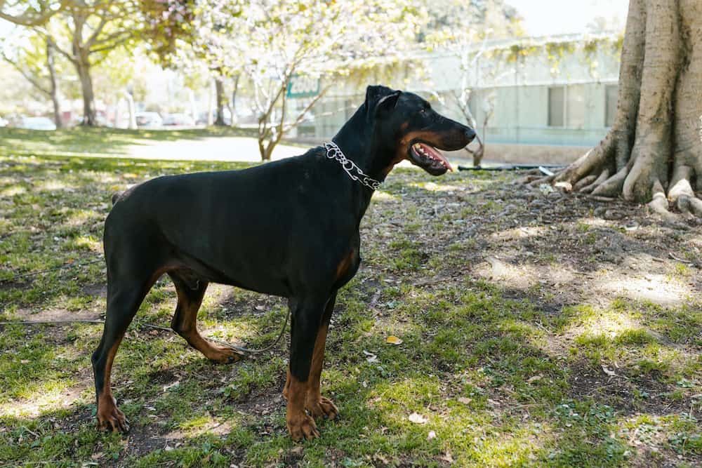 Dobermann. Mooi Betonnen Dieren Tuinbeeld Voor In Uw Tuin