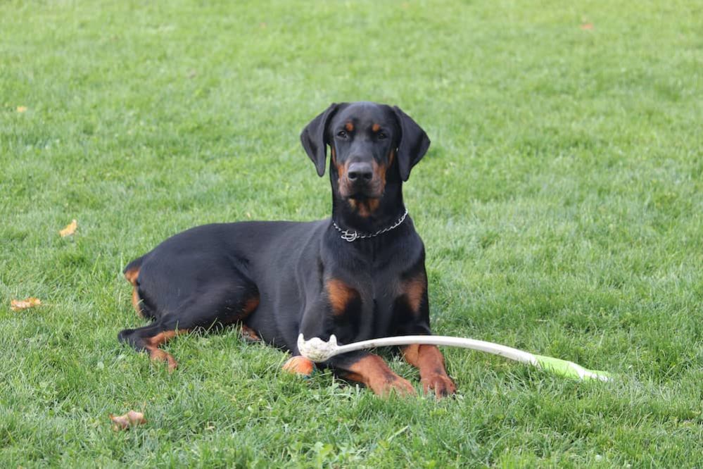 Doberman Dog Breed Profile: Interesting Facts, Personality and Care