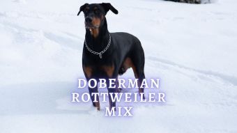 Doberman Rottweiler Mix: Appearance, Personality, Health and Care