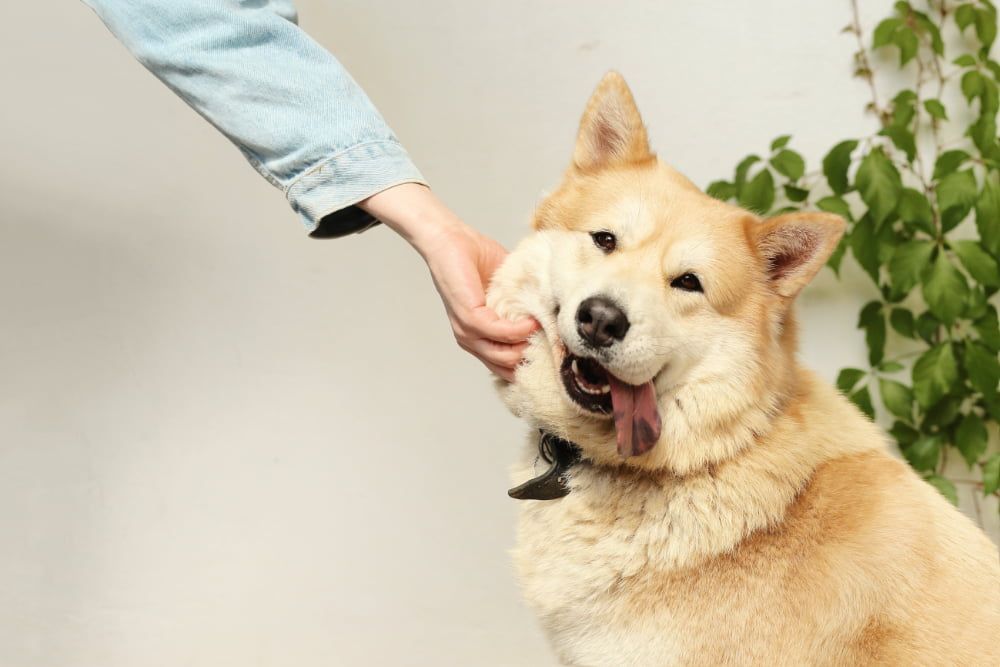 does CBD oils work for dog with arthritis