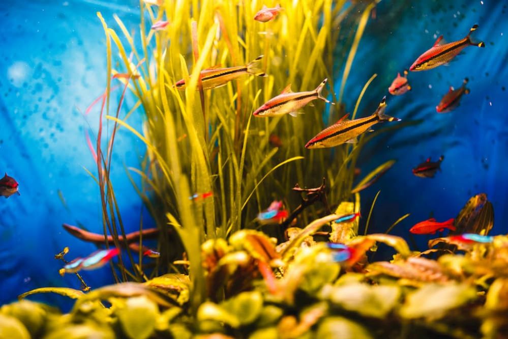 Aquarium Plants Fertilizers How to make Aquarium Plant Fertilizer?