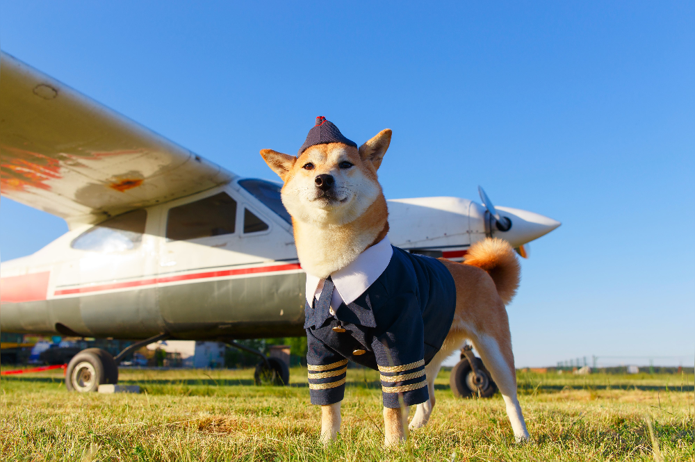 dog airline travel