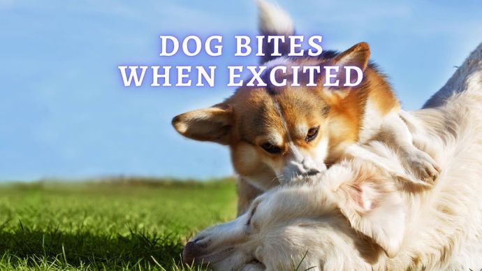 dog bites when excited