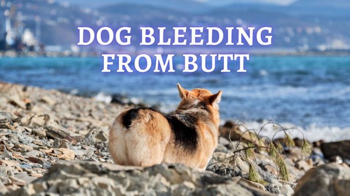 dog bleeding from butt