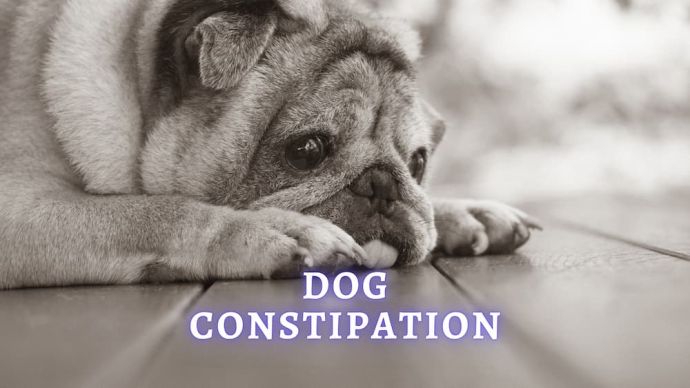 dog constipation