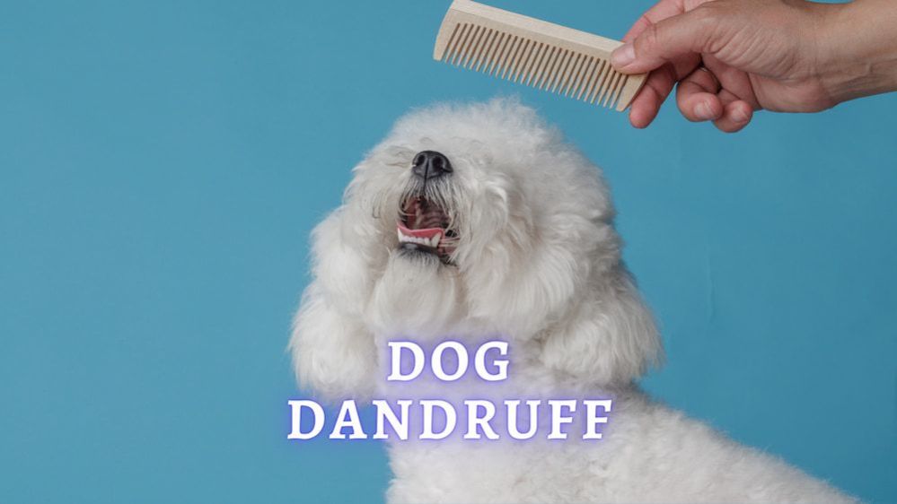 Dog Dandruff Signs, Diagnosis, Treatment and Home Remedies