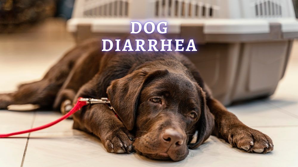 dog diarrhea