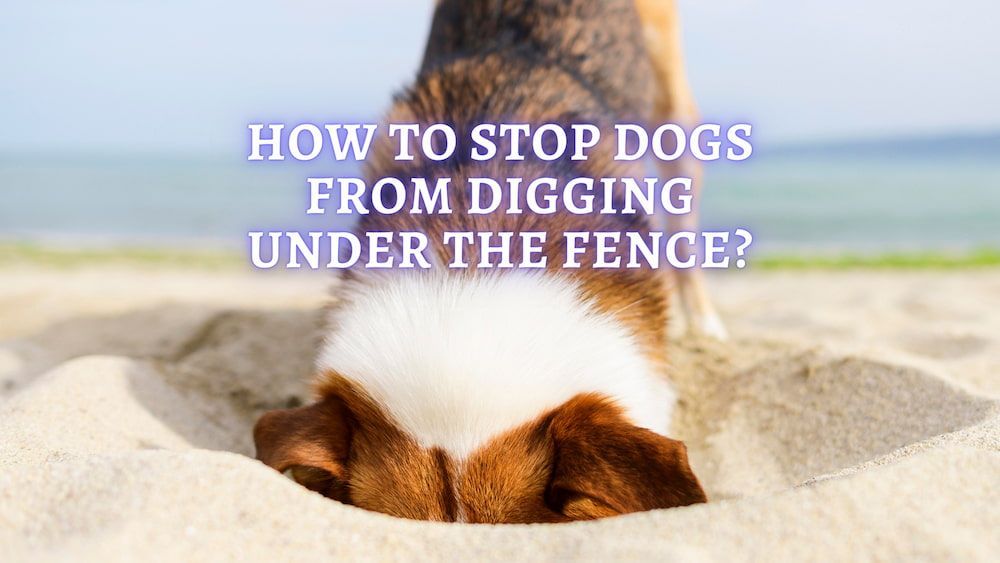 dog digging under the fence