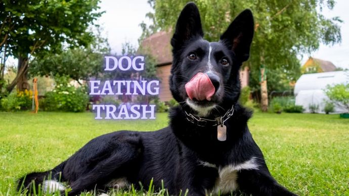dog eating trash