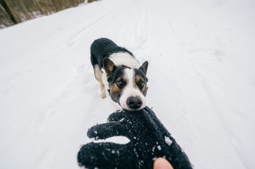 Why Does My Dog Follow Me Everywhere? 7 Reasons Dog Follows You