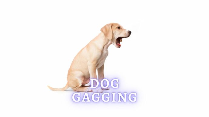 dog gagging