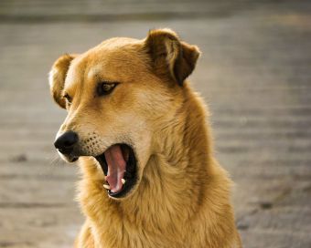 Dog Gagging: Reasons and What To Do