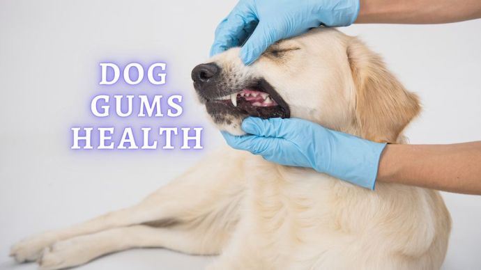 dog gums health