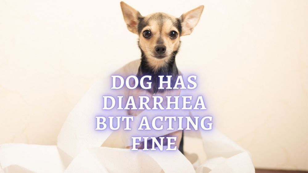 dog-diarrhea-why-does-my-dog-have-diarrhea-but-act-normal