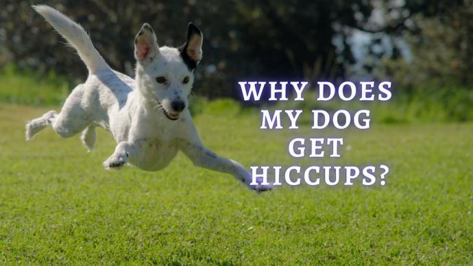 dog hiccups