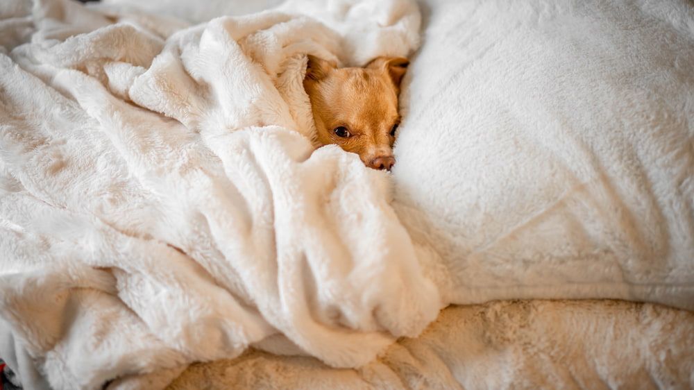 dog hiding under a blanket