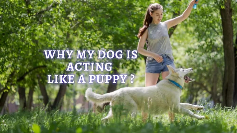⇒ Old Dog Acting Like a Puppy Why is My Dog Acts Like a Puppy Again