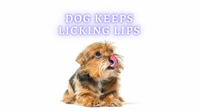 dog keeps licking lips