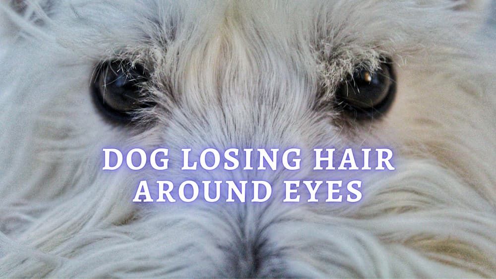 dog losing hair around eyes